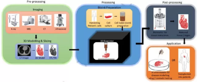 Drei Phasen der Bioprinting